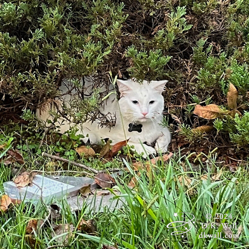 Mountain Lion